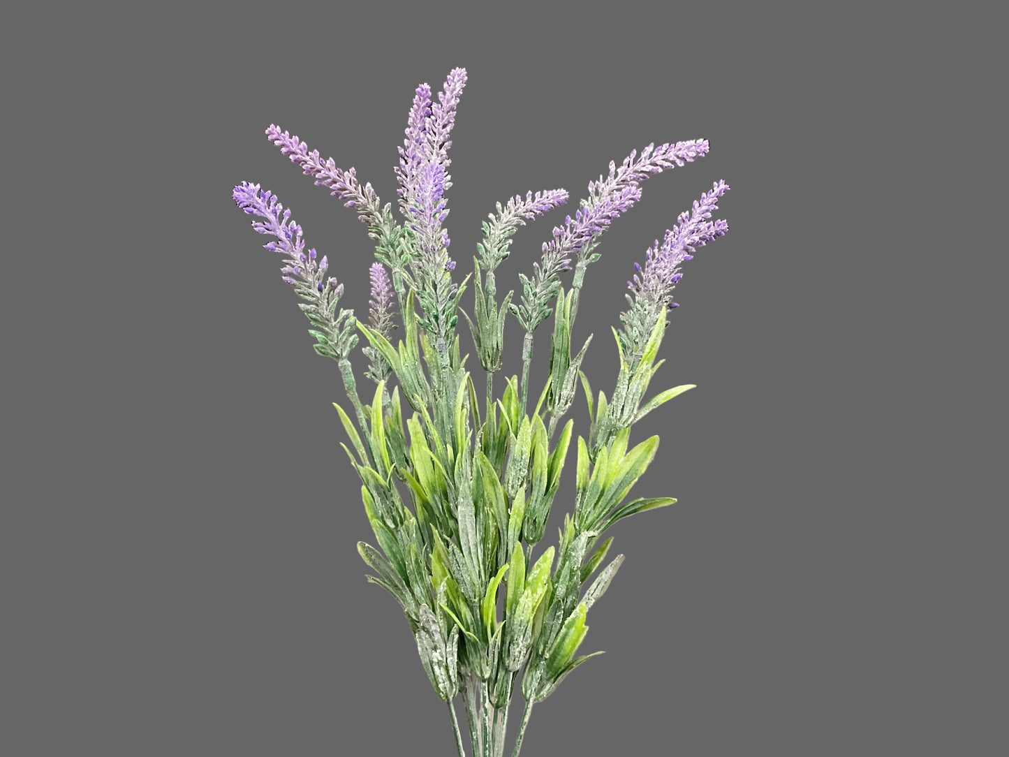 Lavender Bush