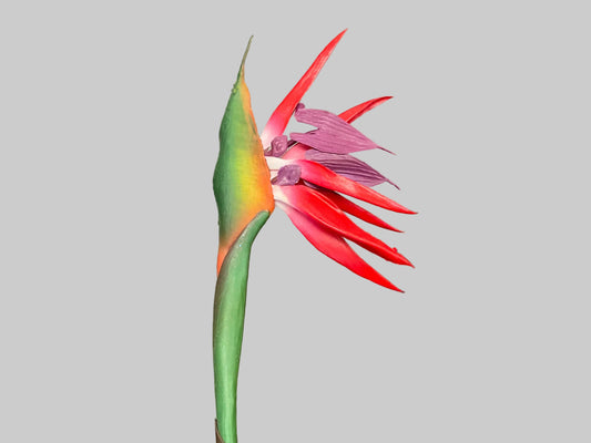 Birds Of Paradise - Red