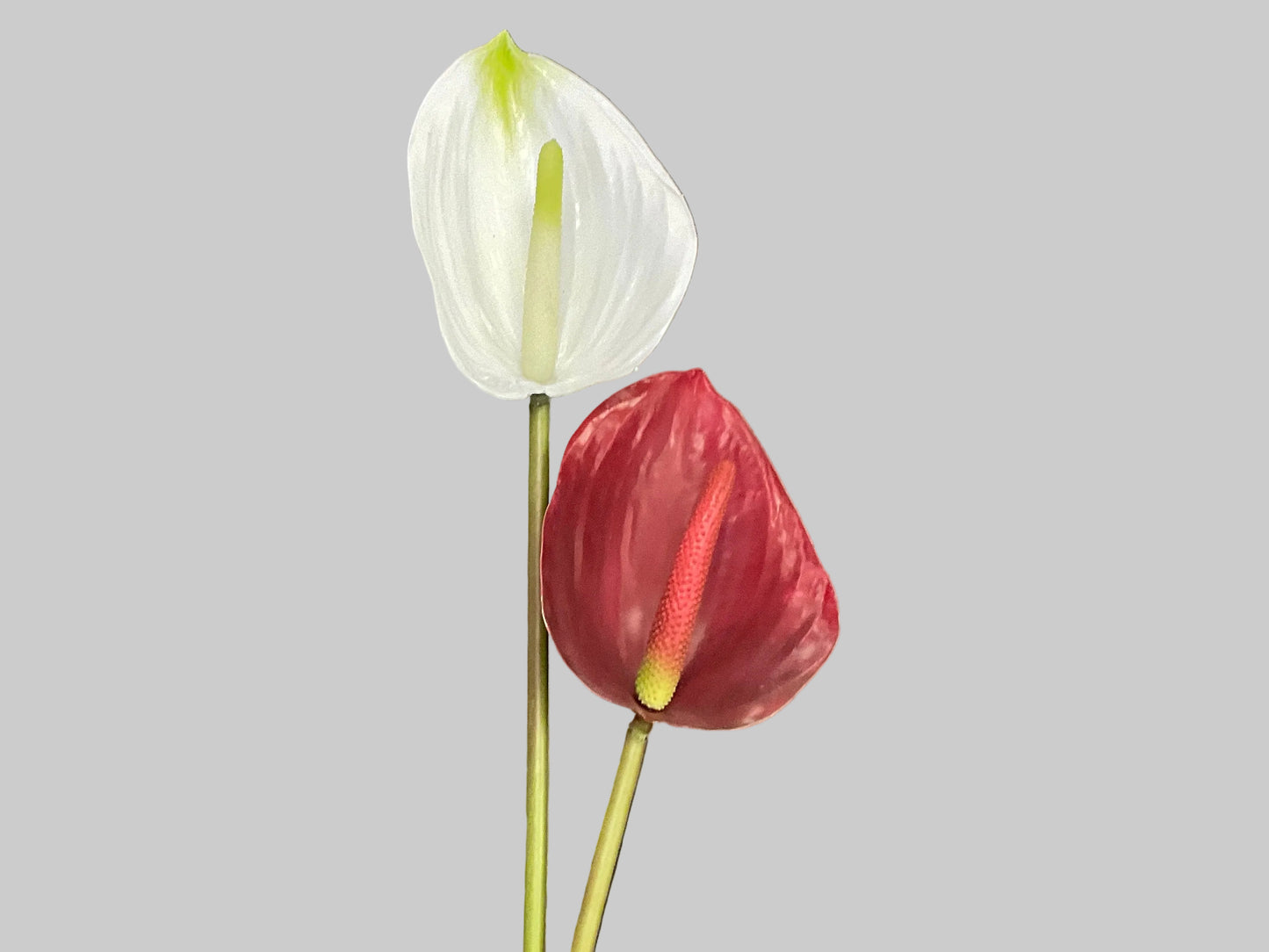 Anthurium