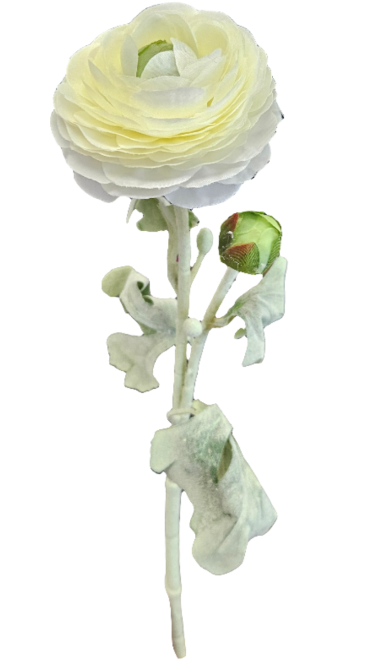Ranunculus - White