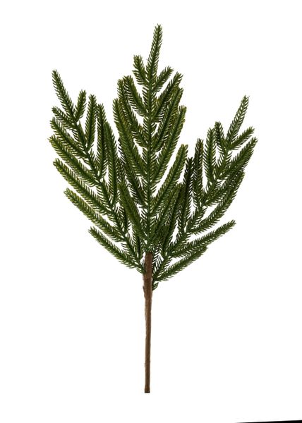 16" Norfolk Island Pine Pick