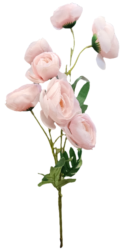 30" Ouli Ranunculus Long Stem: Pink