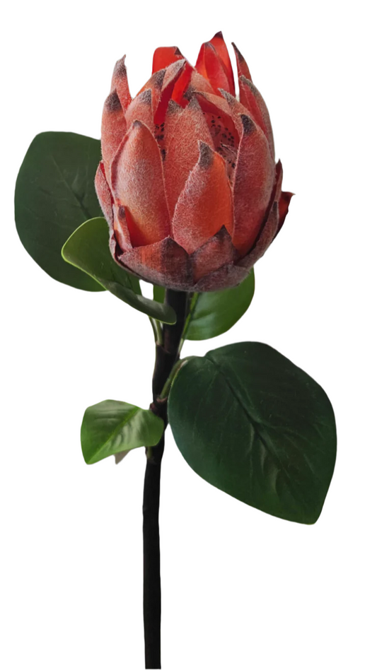 27" Protea Floral Stem