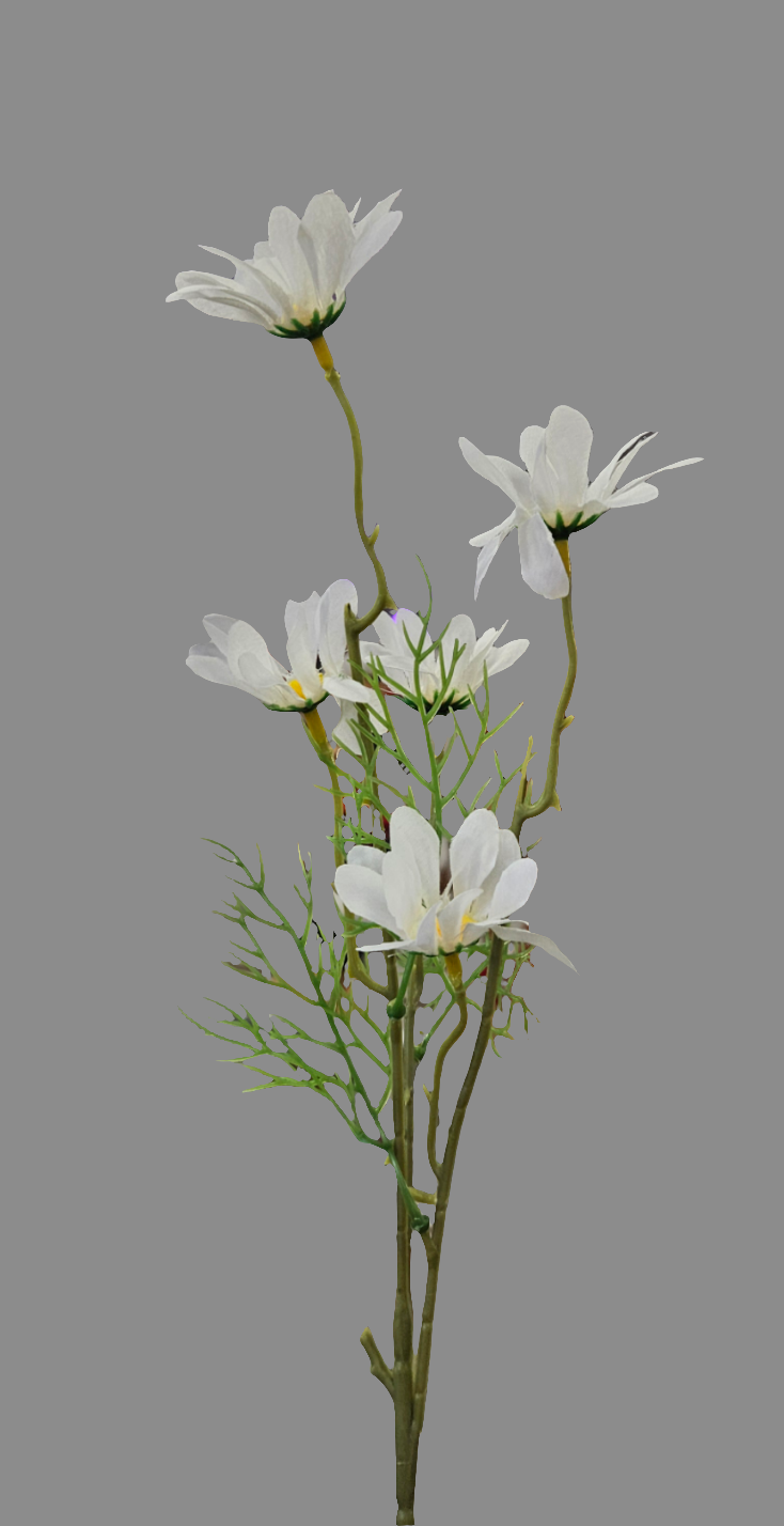 20” Daisy JD-F19 White