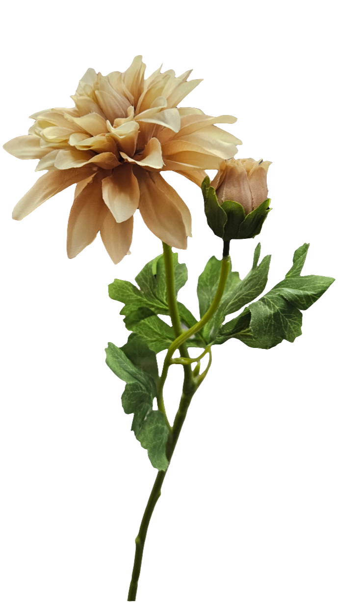 24" Ouli Dahlias