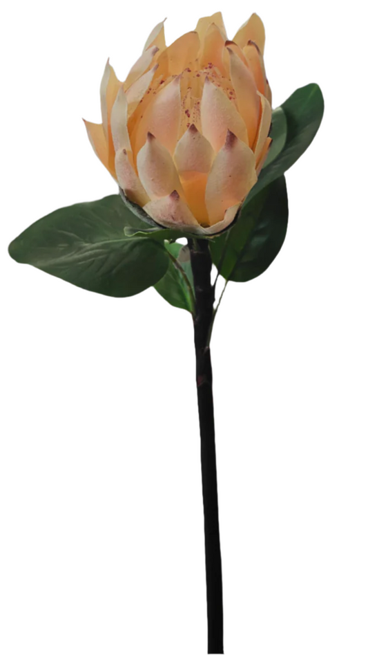 27" Protea Floral Stem