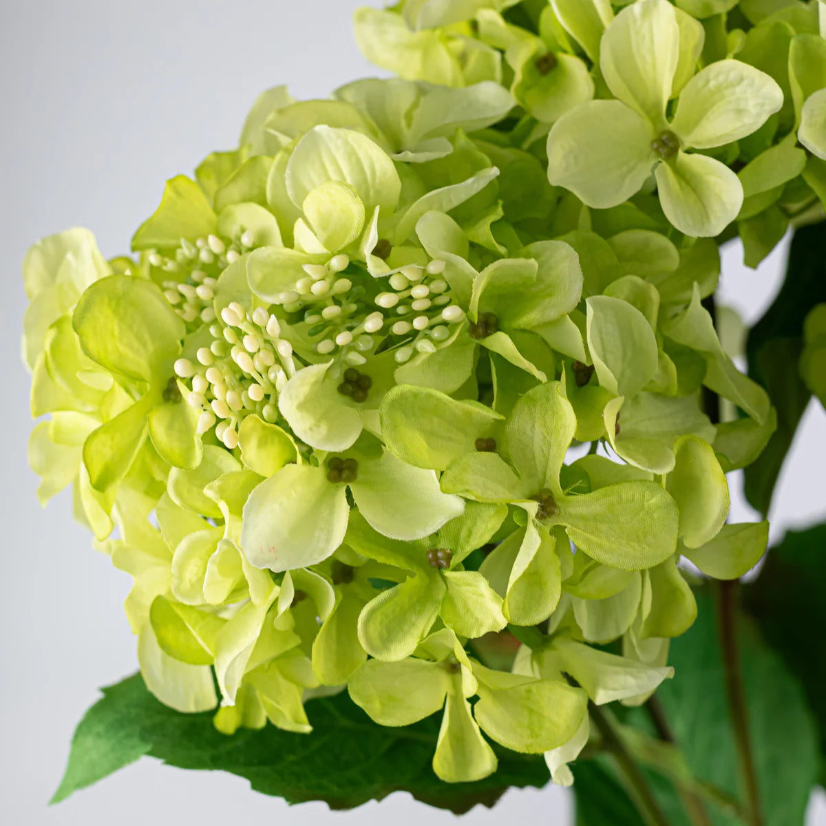 Hydrangea Bush Green 5-stem