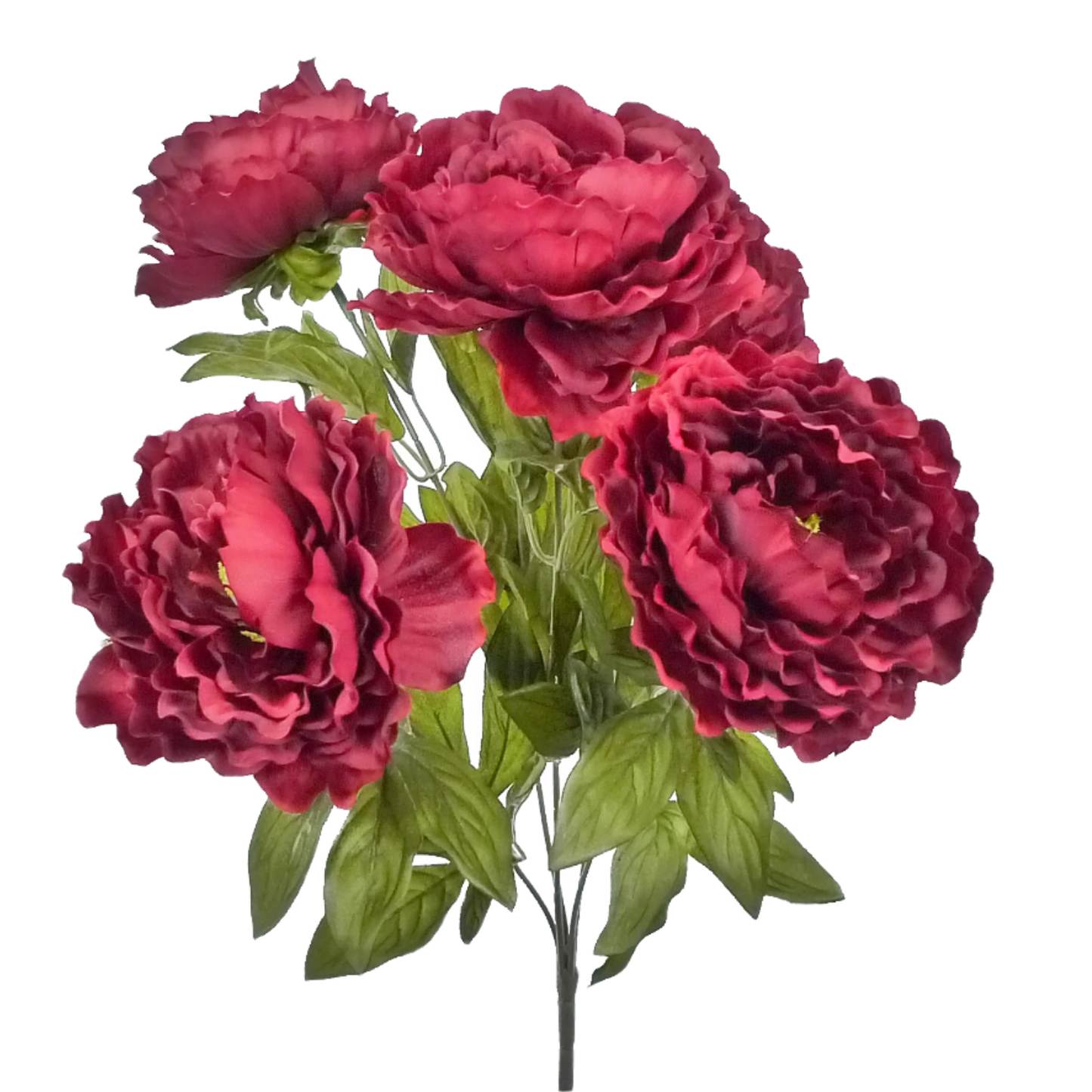 22" Color Fast Peony Bush