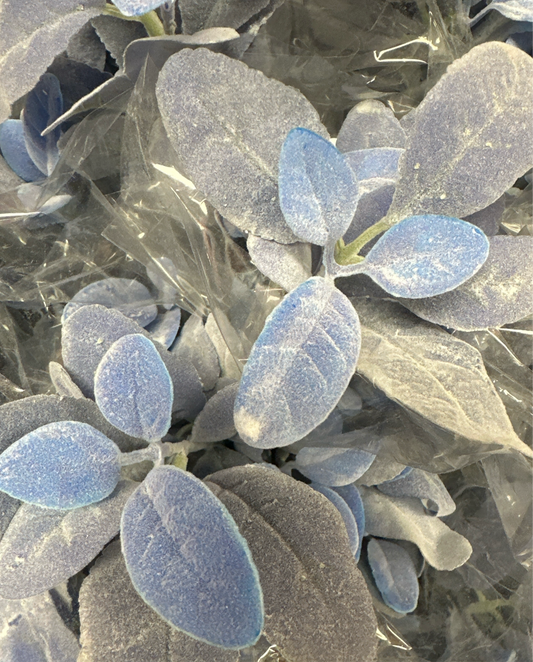 22" Lamb's Ear Bush: Blue