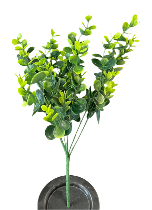 Eucalyptus Pick