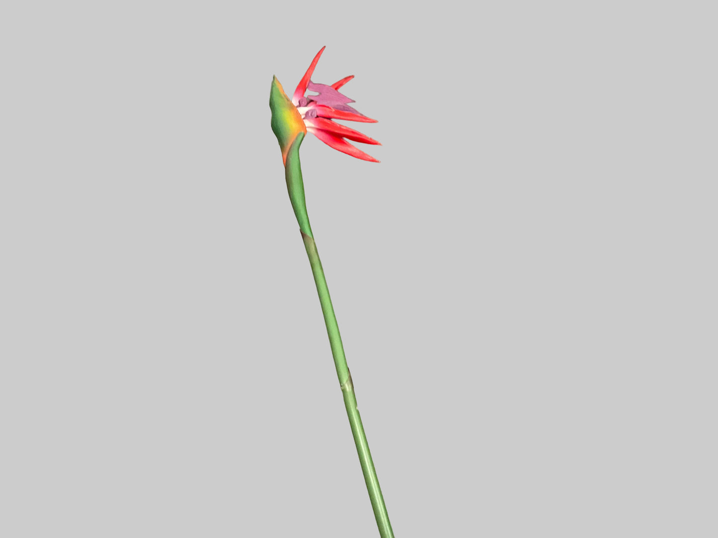 Birds Of Paradise - Red