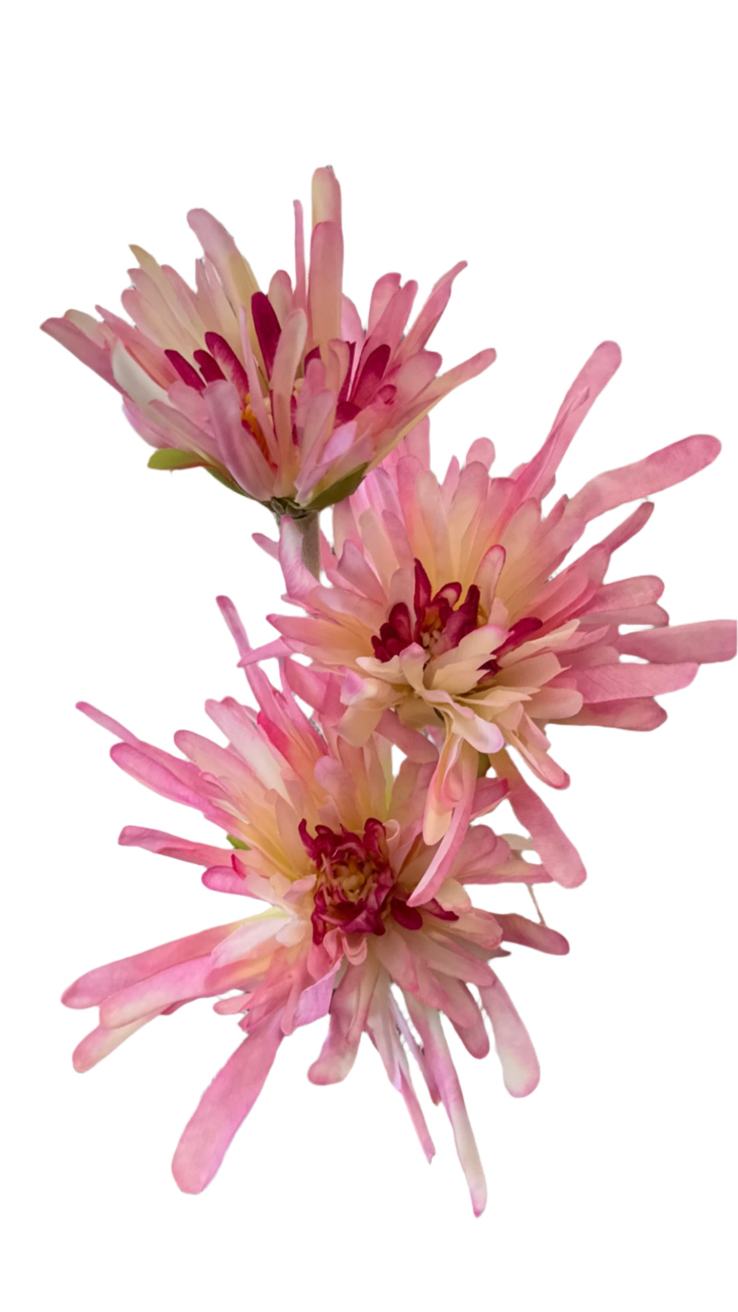 30” Fuji Mums