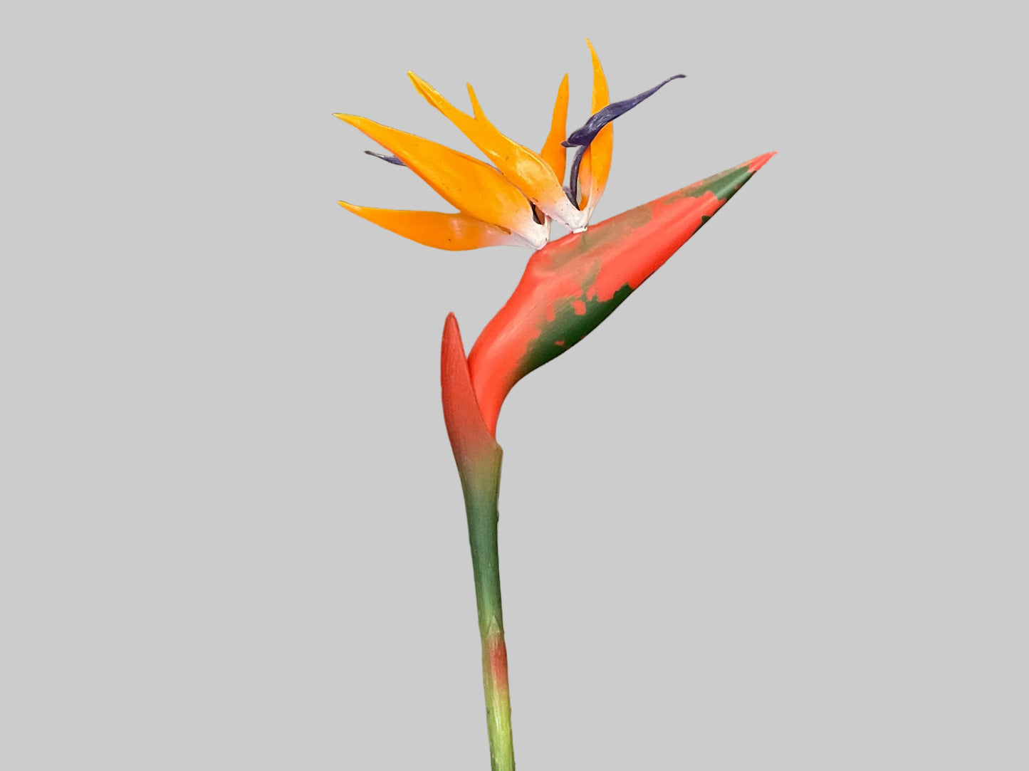Birds Of Paradise - Orange