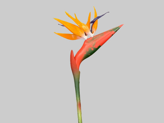 Birds Of Paradise - Orange