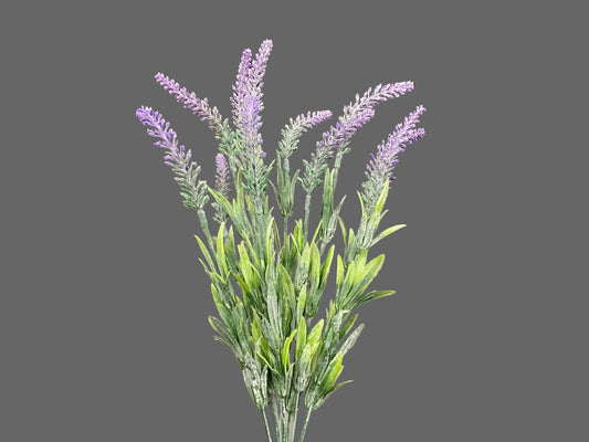 Lavender Bush