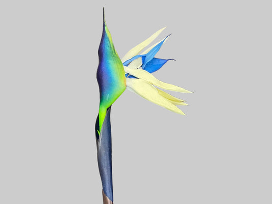 Birds Of Paradise - Blue/White