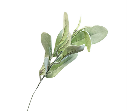 13” Lamb's Ear Pick: Sage