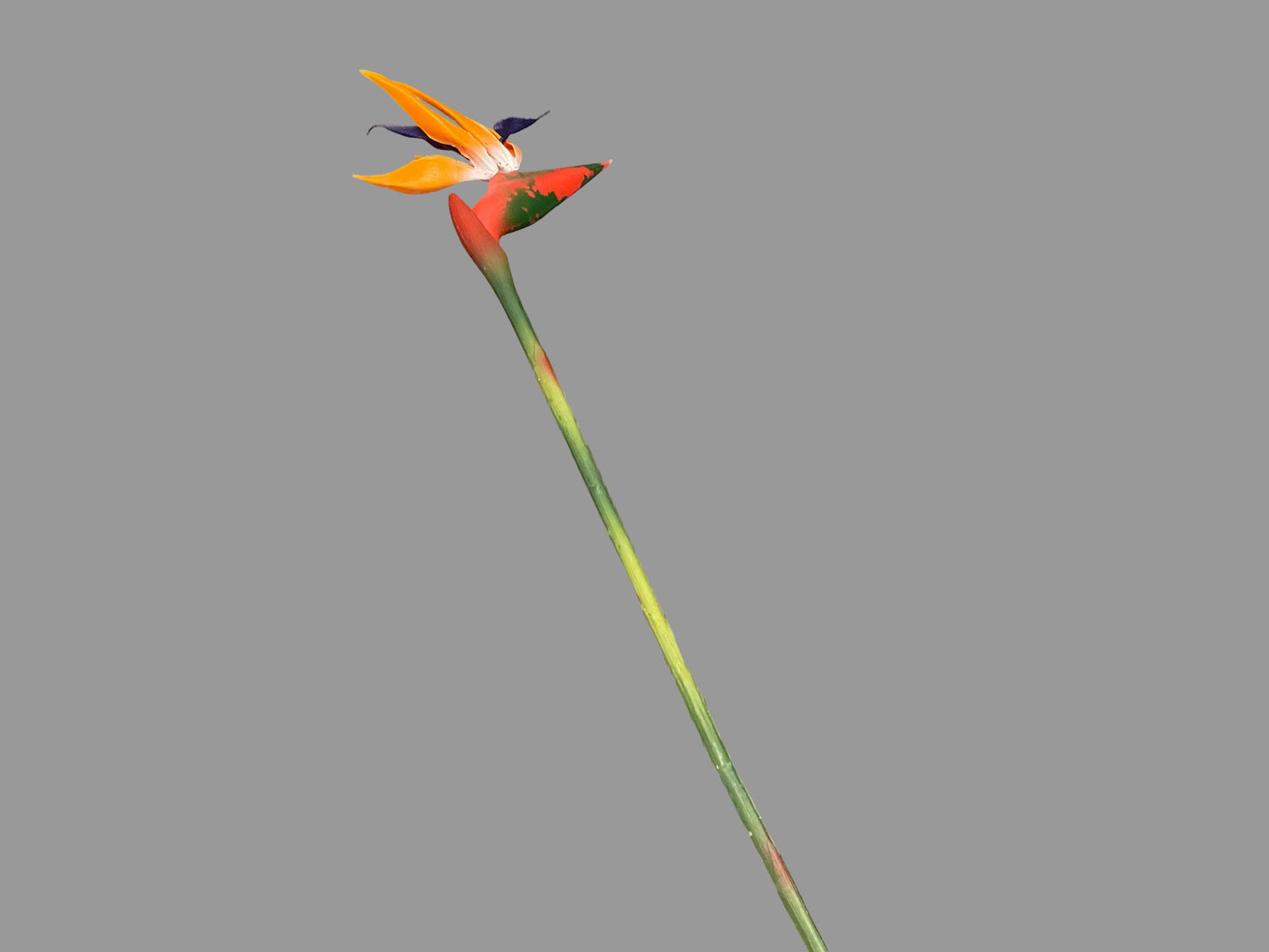 Birds Of Paradise - Orange