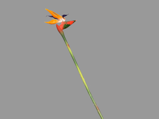 Birds Of Paradise - Orange