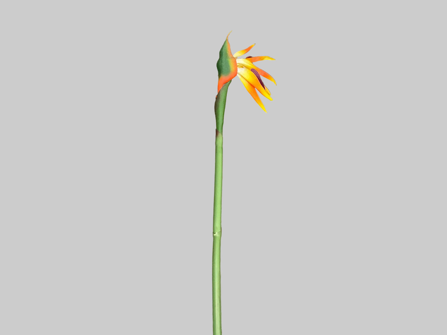 Birds Of Paradise - Yellow