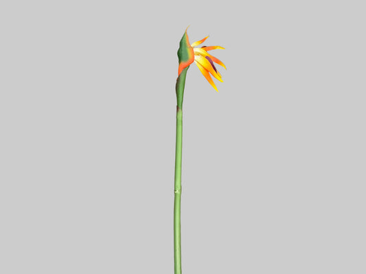 Birds Of Paradise - Yellow