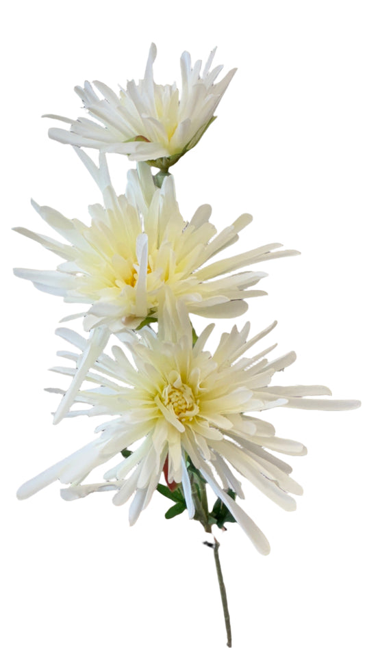 30” Fuji Mums