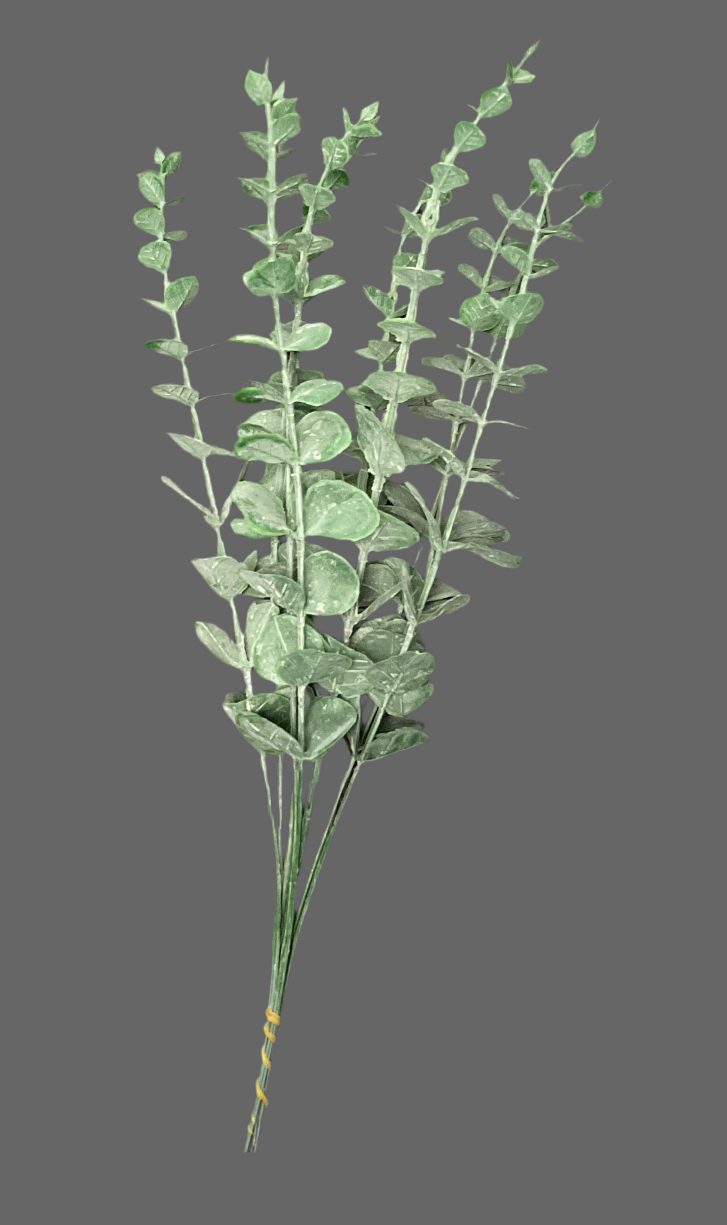 Eucalyptus Bundle Set of 10