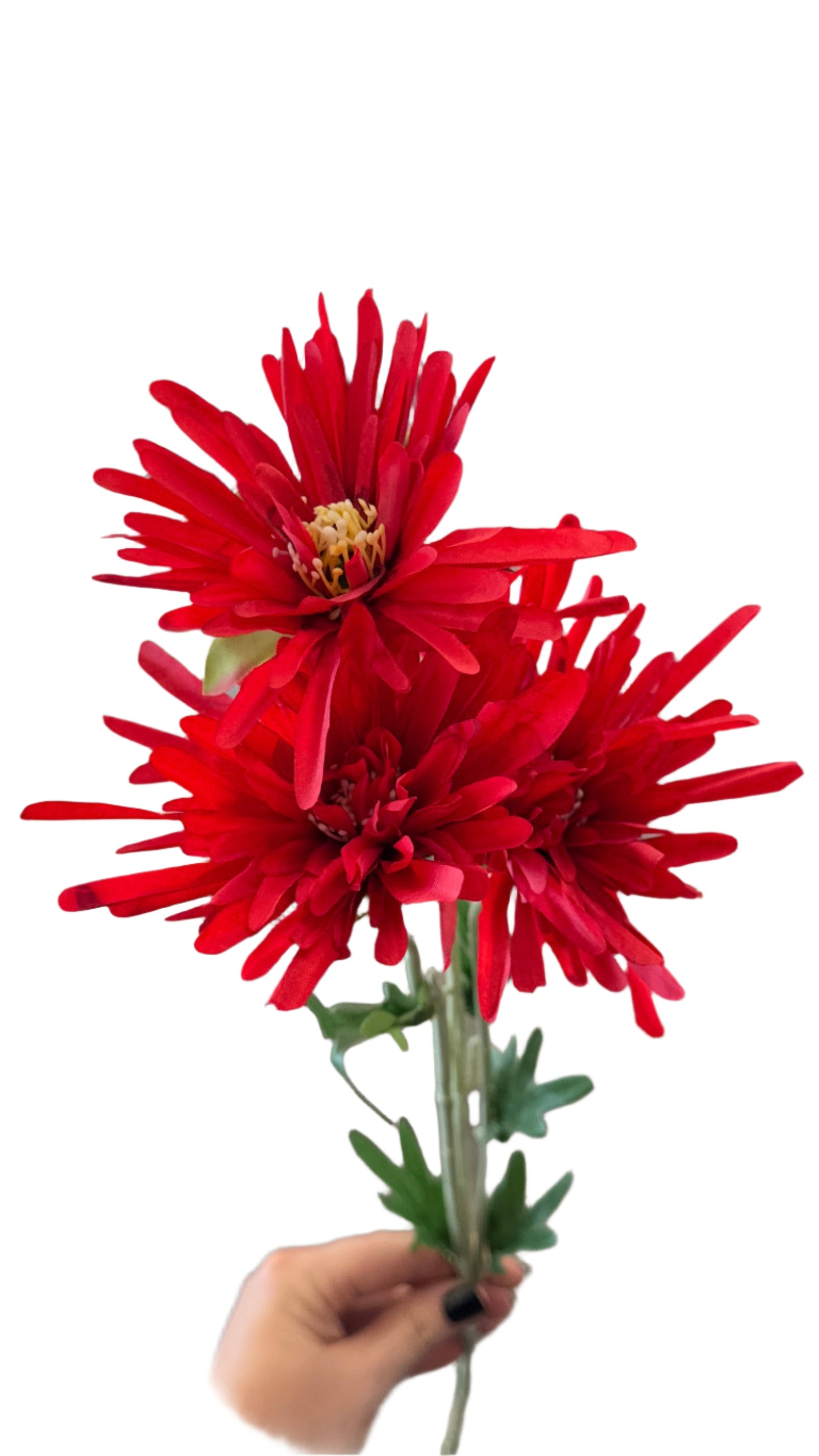 30” Fuji Mums
