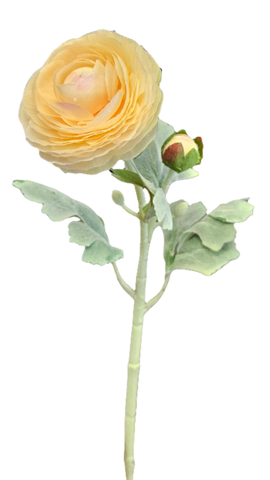 Ranunculus - Peach