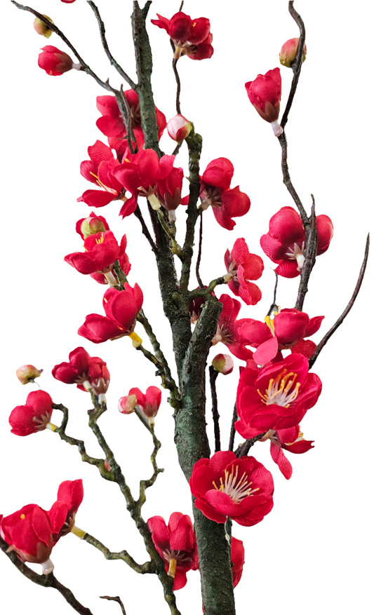 Plum Blossom