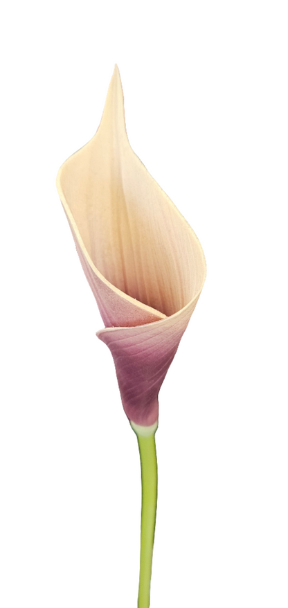 26" Calla Lily Stem