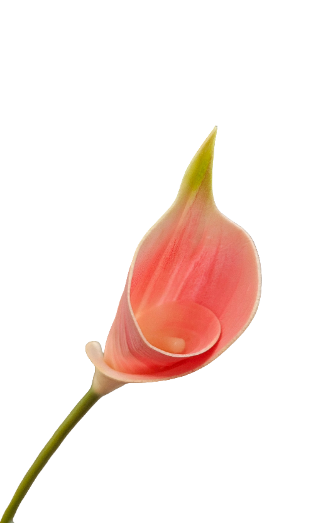26" Calla Lily Stem