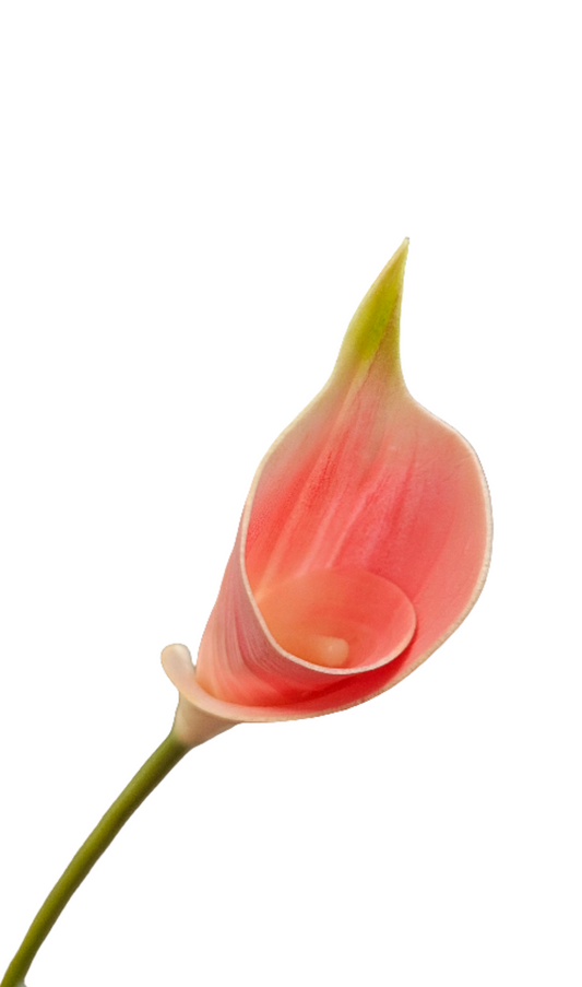 26" Calla Lily Stem