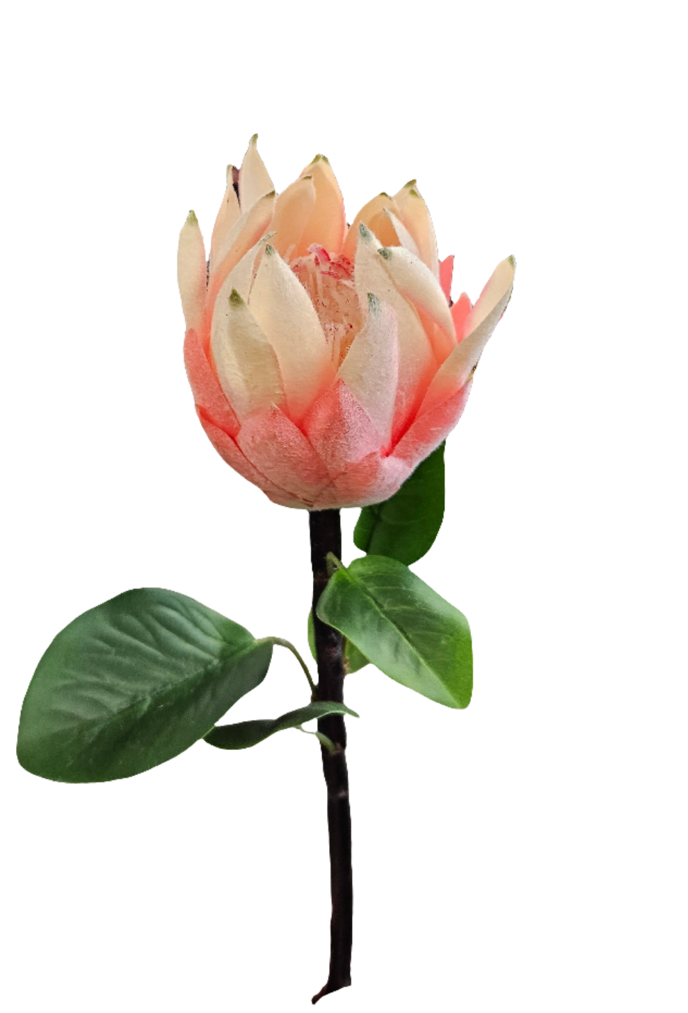 27" Protea Floral Stem