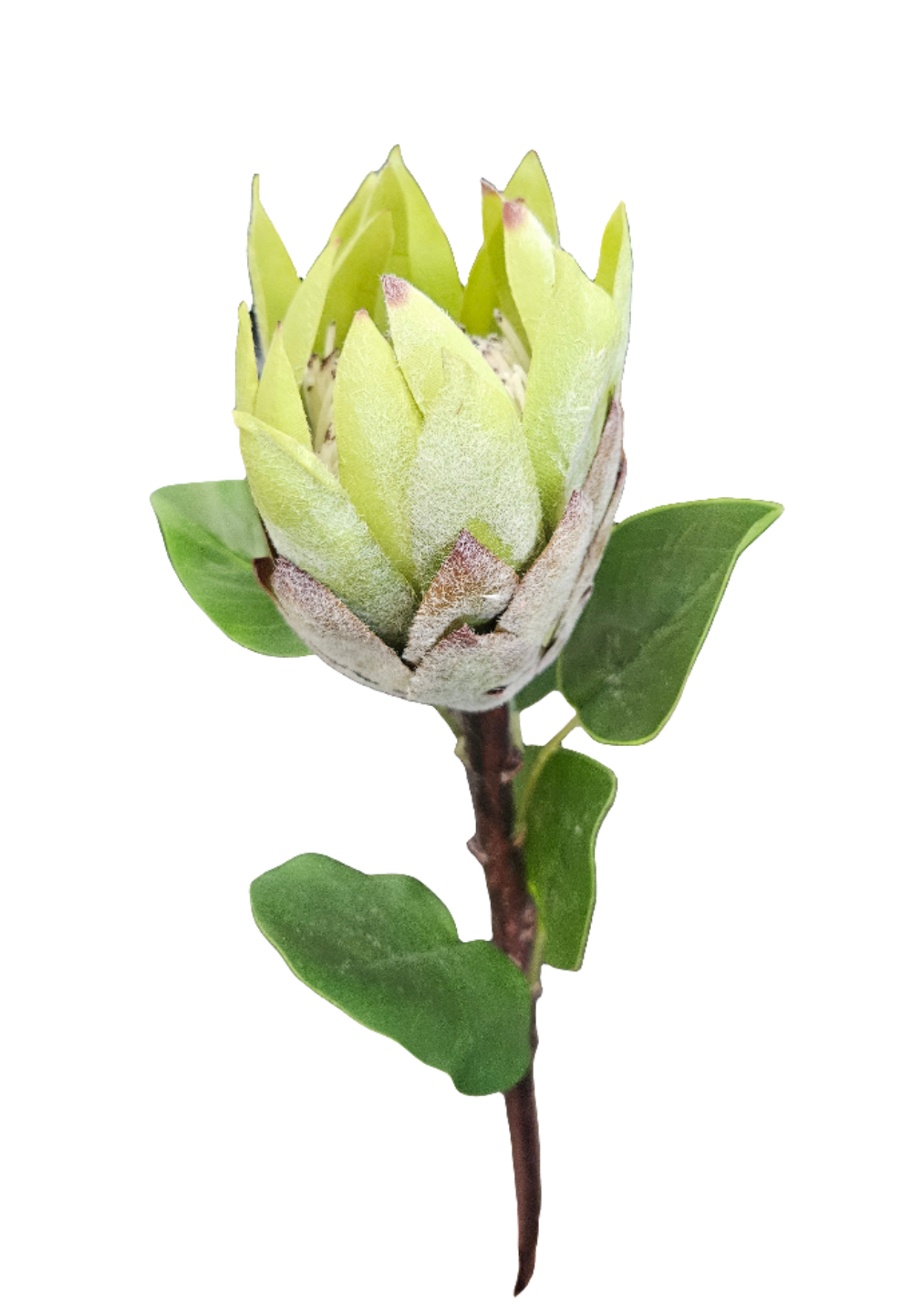 27" Protea Floral Stem