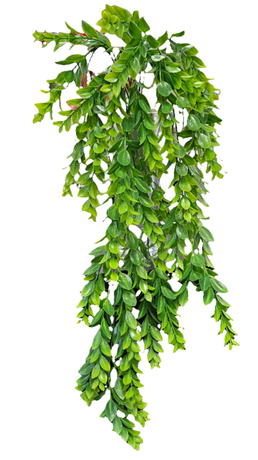 30" Boxwood Hanging Vine