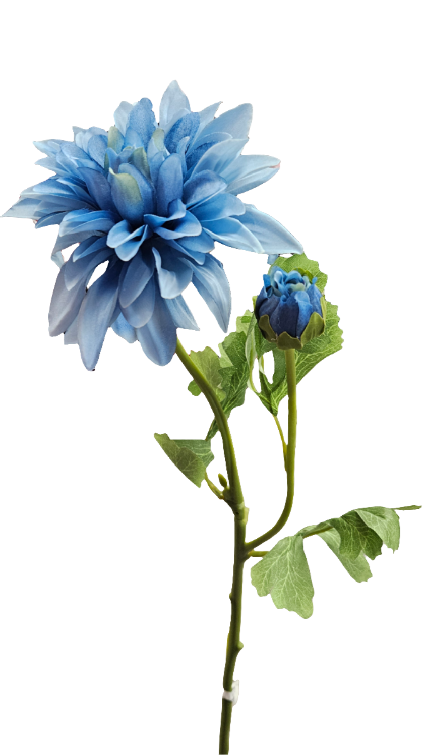 24" Ouli Dahlias