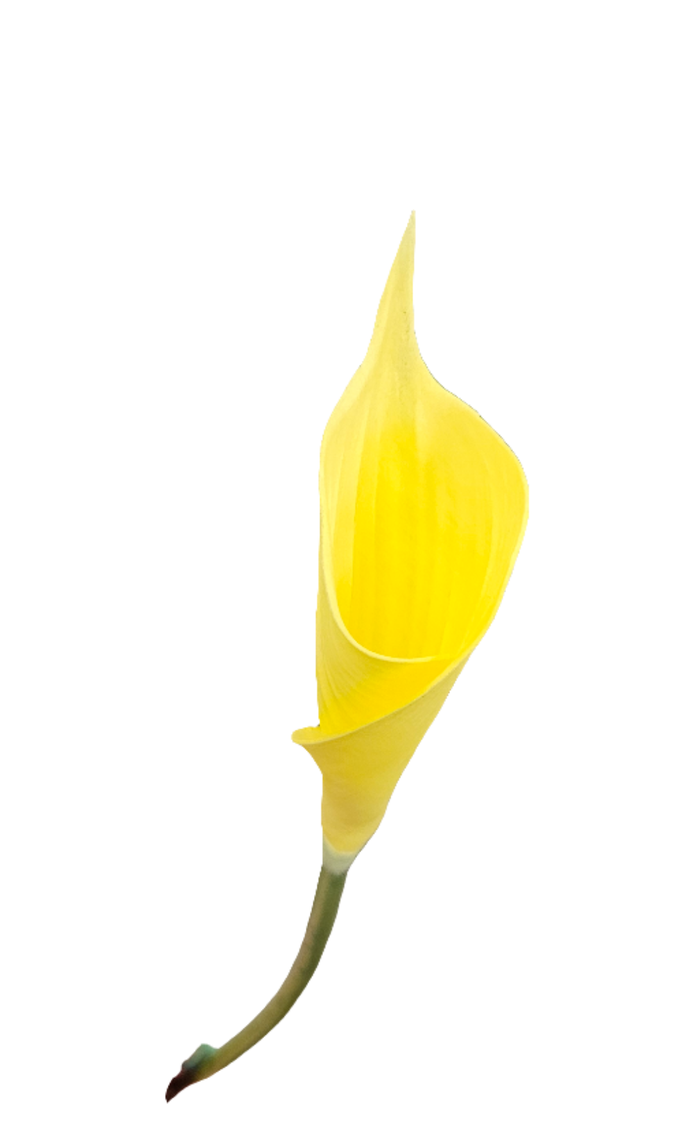 26" Calla Lily Stem