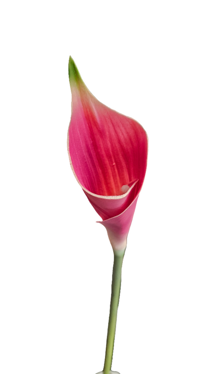 26" Calla Lily Stem