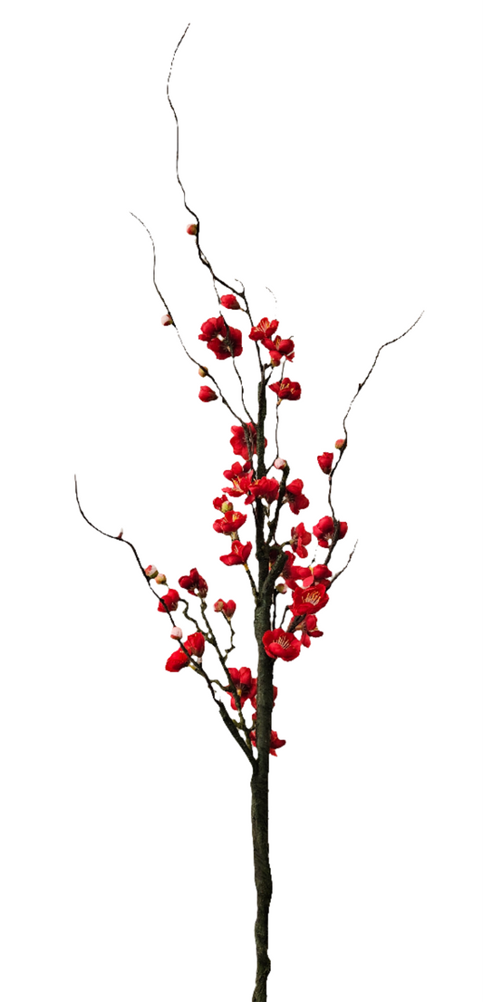 Plum Blossom