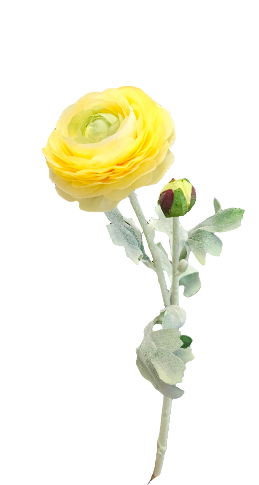 Ranunculus: Yellow