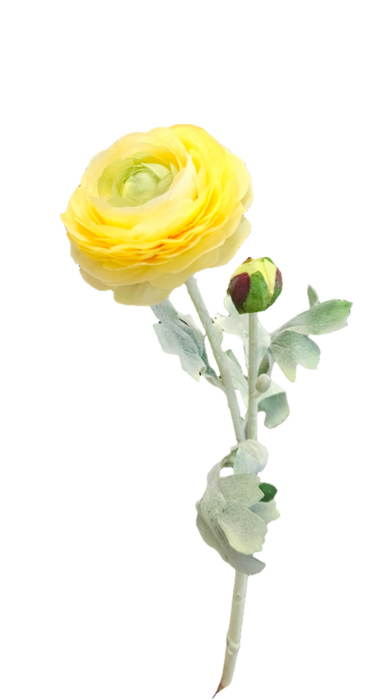 Ranunculus: Yellow