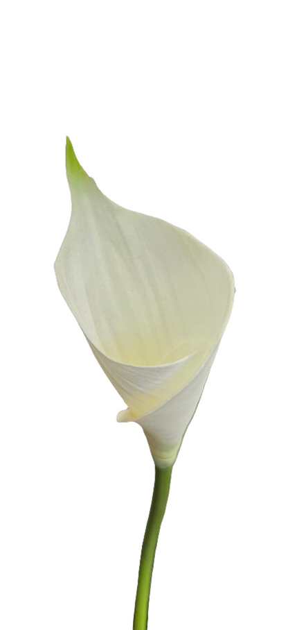 26" Calla Lily Stem