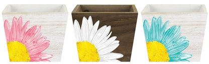 3 Asst 5.75 " SQ x 4.25 " H Daisy Planter