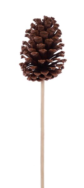 3.75"-4.5"L Pinecone w/9" Pick Natural