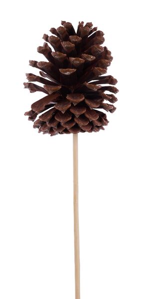 5"-6.25"L Pinecone w/10"L Pick Natural