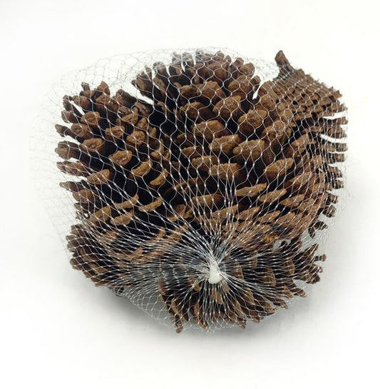 3"-3.75" Pinecones in a Mesh Bag Natural 8ea/bg