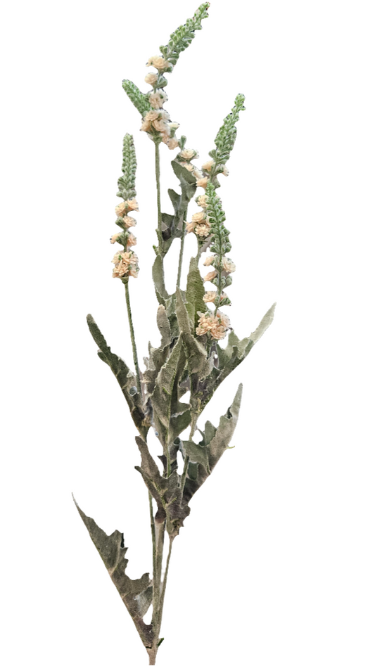 Delphinium 2
