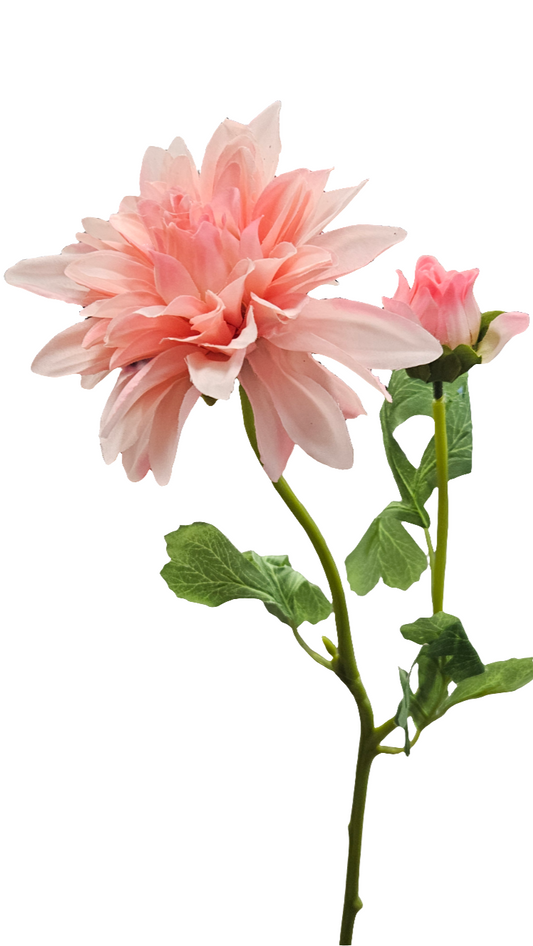 24" Ouli Dahlias