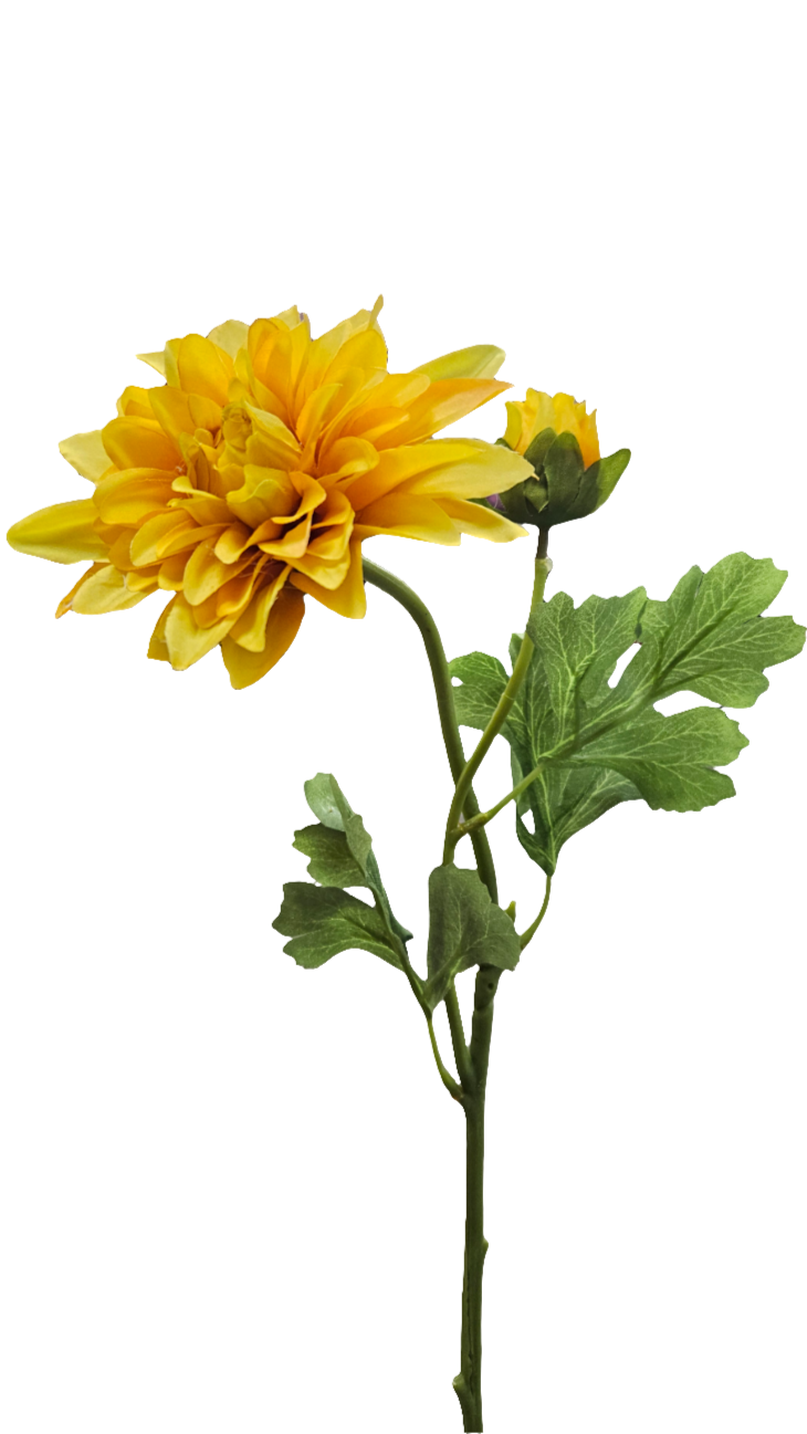 24" Ouli Dahlias